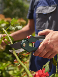Gardener using pruning shears, taking care of roses, plants and