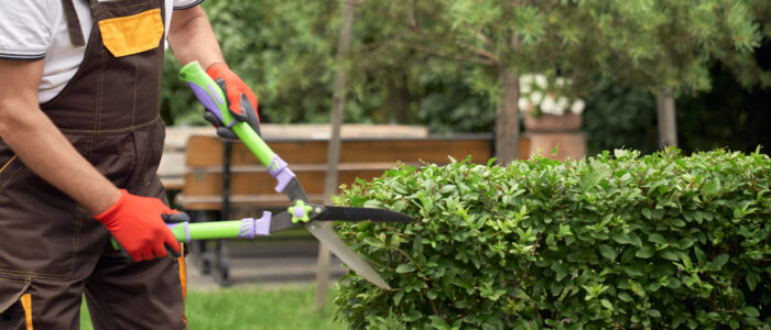 man cutting overgrown bushes.